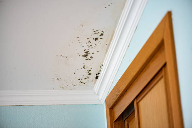 Best Basement Mold Remediation in South Lockport, NY