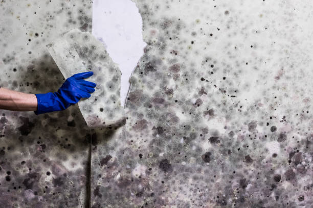 Best Basement Mold Remediation in South Lockport, NY